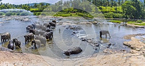 A panorama view of a herd of elephants enjoying a refreshing shower in the Maha Oya river at Pinnawala, Sri Lanka, Asia