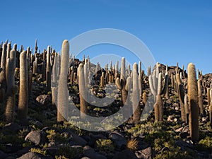 Panorama view of isolated cactus island Incahuasi Inkawasi on white salt flat lake Salar de Uyuni in Potosi Bolivia