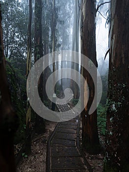 Panorama view of lush green wooden forest sensory ecopark of Pia do Urso Batalha Leiria Portugal in dense fog mood