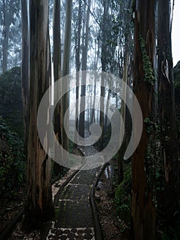 Panorama view of lush green wooden forest sensory ecopark of Pia do Urso Batalha Leiria Portugal in dense fog mood