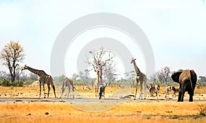 Landscape view of Giraffes, Elephant and Zebra at a waterhole in Hwange National park photo