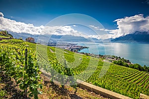 Panorama view of Montreux city with Swiss Alps, lake Geneva and vineyard on Lavaux region, Canton Vaud, Switzerland, Europe