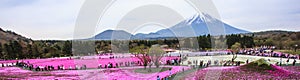 Panorama view of moss phlox fields in Shiba-sakura Festival