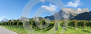 Panorama view of mountain landscape and Pinot Noir vineyards in the Swiss Alps