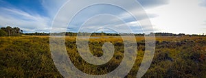 Panorama view on the nature of Kampina reserve near Oisterwijk in the Netherlands