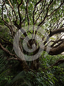 Panorama view of old tree at Karekare waterfall green nature landscape in Waitakere Ranges West Auckland New Zealand