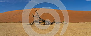 Panorama view of one dead camelthorn trees and red dunes in Deadvlei, Sossusvlei, Namib-Naukluft National Park, Namibia