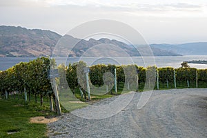 Panorama view over vineyard mountains in okanagan valley canada