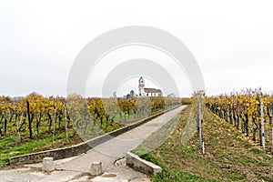 Panorama view of a picturesque white country church surrounded by golden vineyard pinot noir grapevine landscape with a country ro