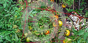 Panorama view red tomato cage and broken branch with load of ripe and green tomatoes fruits after rain storm at homestead backyard