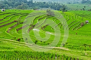 Panorama view on rice terraces Jatiluwih