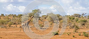 Panorama view of solitary adult giraffe walking alone in the sandy bushveld in Kruger National Park