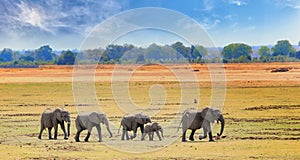 Panorama view of South Luangwa Plains with a herd of elephants walking across the dry yellow grass