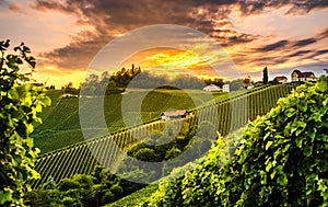 Panorama View at South Styria Vineyard fields in sunset sun in summer. Tourist destination