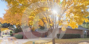 Panorama view sunny autumn day with beautiful yellow fall foliage along suburban back alley in Texas, USA