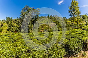 A panorama view of tea bushes on a plantation in upland tea country in Sri Lanka, Asia