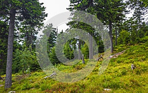 Panorama view to mountain landscape of Wurmberg Braunlage Harz Germany