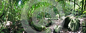 Panorama view of tropical evergreen forest