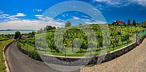 Panorama view of vineyard in Badacsony at Lake Balaton