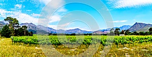 Panorama View of Vineyards of the Cape Winelands in the Franschhoek Valley in the Western Cape of South Africa