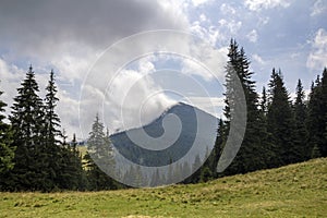 Panorama view of white cloud on top of mountain with green spruce forest and fir-trees on grassy meadow on sunny day. Summer