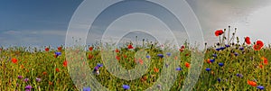 Panorama view of wildflowers in the field of ripening rape. Meadow with red poppies. Wild flowers blossoming in summer. Wildflowe