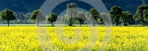 Panorama view of yellow rapeseed fields and blossoming fruit orchard trees in spring