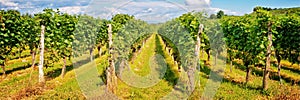 Panorama of vine stocks in a vineyard