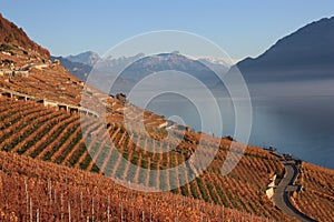 Panorama of vineyard with Geneva lake, Switzerland