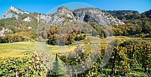 Panorama vineyard and mountain landscape in the Swiss Alps in autumn in fall colors