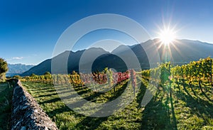 Panorama vineyard and mountain landscape in the Swiss Alps in autumn with sun setting