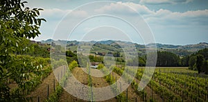 Panorama of vineyard in Piemont region, Italy