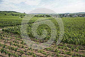 Panorama vineyard view of rhine scenery in germany