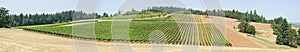 Panorama of a Vineyard in Willamette Valley