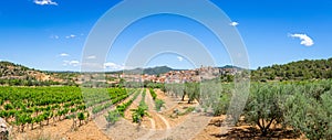 Panorama of Vineyards and fruit plants photo