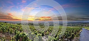 Panorama of vineyards at sunrise time, Beaujolais, Rhone, France