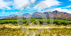 Panorama of Vineyards and surrounding mountains in spring in the Boland Wine Region of the Western Cape