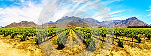 Panorama of Vineyards and surrounding mountains in spring in the Boland Wine Region of the Western Cape photo