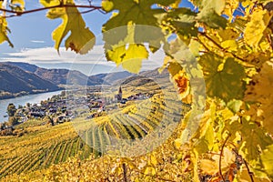 Panorama of Wachau valley (Unesco world heritage site) with colorful vineyard and Danube river near the Weissenkirchen