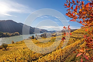 Panorama of Wachau valley (Unesco world heritage site) with colorful vineyard and Danube river near the Weissenkirchen