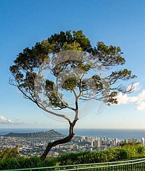 Panorama of Waikiki and Honolulu from Tantalus Overlook on Oahu