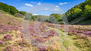 Panorama of a walking path with heath in bloom through Rebild Bakker National Park