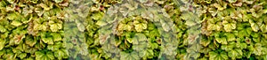 Panorama of a wall of textured decorative green leaves.