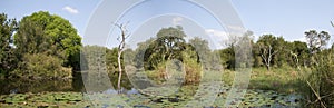 Panorama of a waterhole