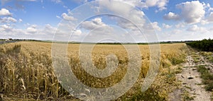 Panorama Wheat Field