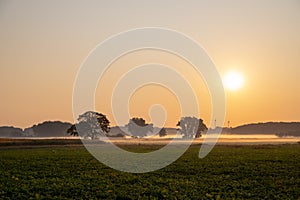 Panorama of a wheat field in the morning with fog