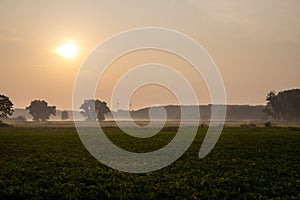 Panorama of a wheat field in the morning with fog