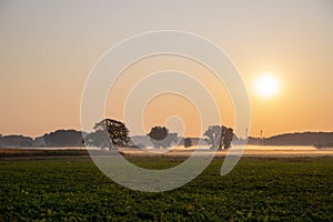 Panorama of a wheat field in the morning with fog