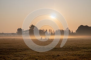 Panorama of a wheat field in the morning with fog