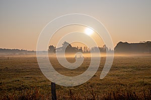 Panorama of a wheat field in the morning with fog